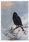 Winter Blackbird by Archibald Thorburn